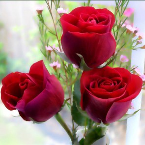 3-red-roses