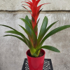 Planta guzmania en Vitoria