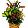 Cesta de Plantas