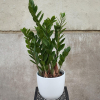 Zamioculcas en Vitoria